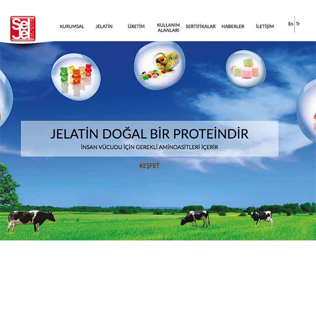Seljel Web Sitesi